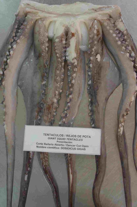  Giant Squid Tentacles (Гигант щупальца кальмара)