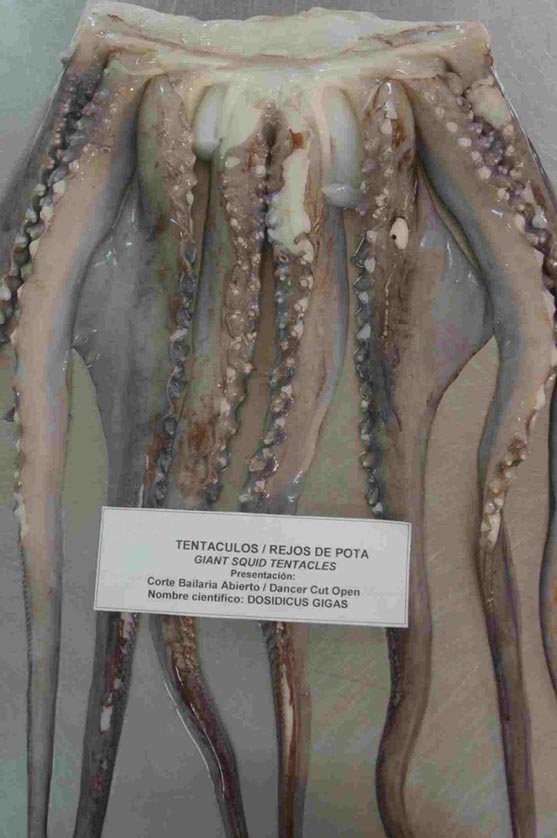 Giant Squid Tentacles (Giant Squid Tentacles)