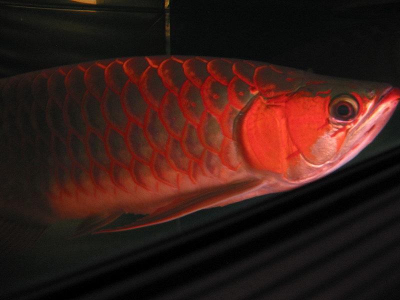  Red Arowana