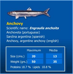  Anchovies (Sardellen)