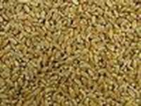  Pakistani Wheat ( Pakistani Wheat)