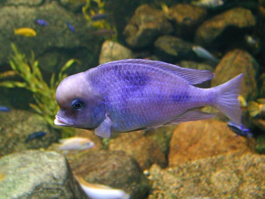 Malawi Ciclid Fish ( Malawi