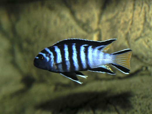  Malawi`s Cichlid Fish ( Malawi`s Cichlid Fish)