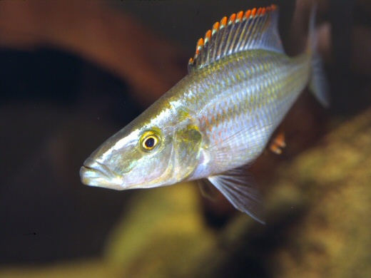  Malawi`s Cichlid Fish (Poissons cichlidés du Malawi)