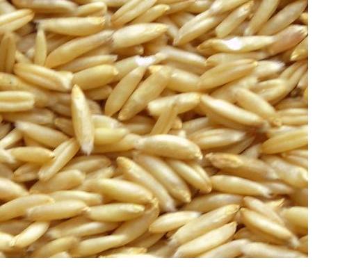  Oat