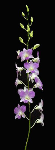  Orchids Flower (Orchidées Fleurs)