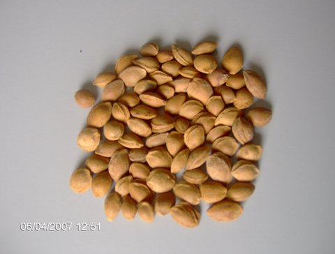  Apricot Seed