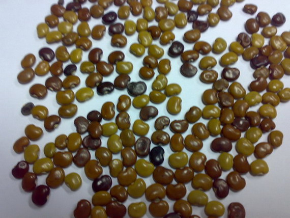 Cover Crop Seeds