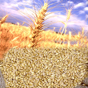  Organic Wheat (Blé biologique)