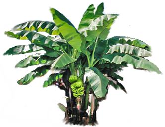  Organic Banana (Bio-Bananen)