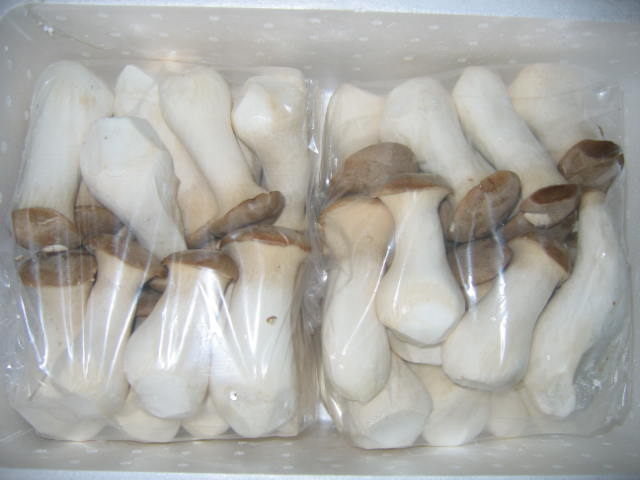  Fresh King Oyster Mushroom