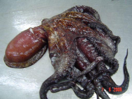  Octopus (Осьминог)
