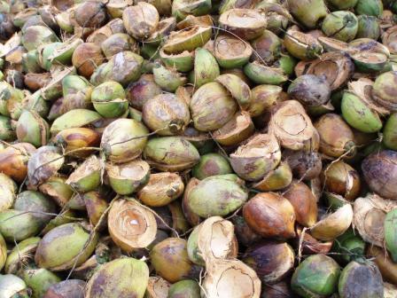  Coconut Fibre