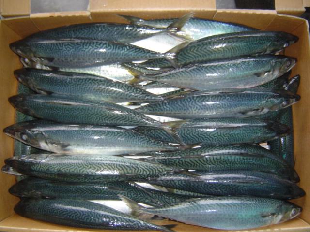  Mackerel (Maquereau)