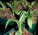  Orchids-Flasks, Species (Orchideen-Flaschen, Species)