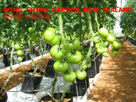  Tomatoes Fresh From Wing Shing Garden, New Zealand (Помидоры свежие От Wing Shing Сад, Новая Зеландия)