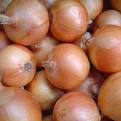  Onion (Oignon)