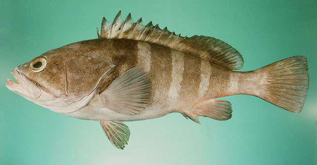  Grouper (Grouper)