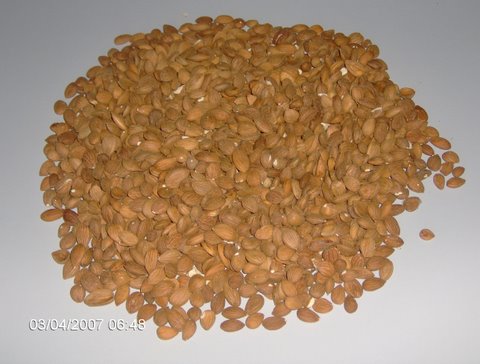  Apricot Kernel ( Apricot Kernel)