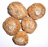  Maca Root Powder (Lepidium Meyenii) (Maca Root Powder (Lepidium Meyenii))