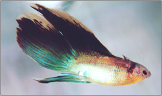 Fighter Fish Aquarium (Fighter Fish Aquarium)