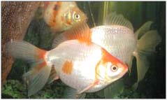 Gold Fish Aquarium (Gold Fish Aquarium)