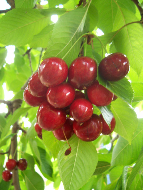  Cherry