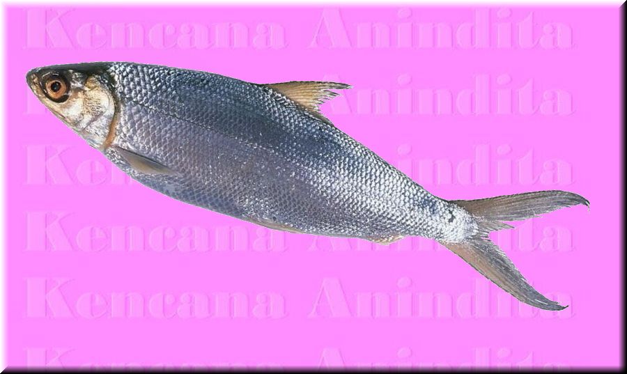  Milkfish