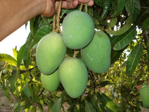  Alphonso (Альфонс)