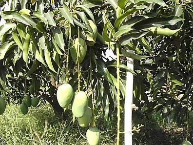  Alphonso, Kesar & Ashmiri Mango (Alphonse, Kesar & Ashmiri Mango)