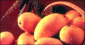  Mango ( Mango)