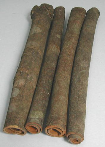  Cassia Tube (Cassia Tube)