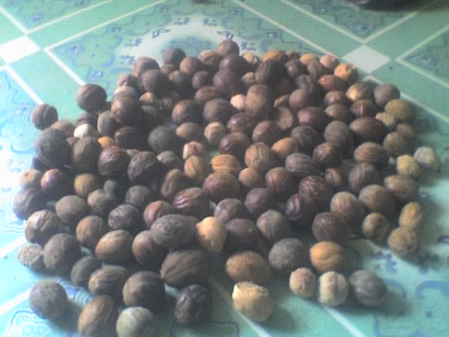  Nutmeg (Мускатный орех)