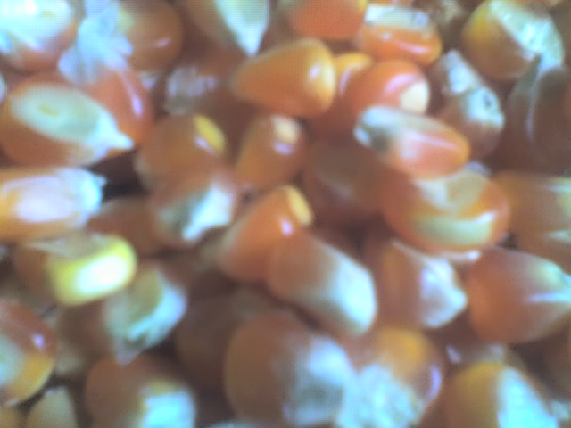  Maize (Кукуруза)