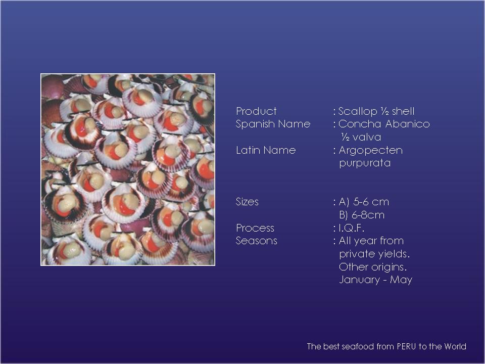  Frozen IQF Scallops 1 / 2 Shell ( Frozen IQF Scallops 1 / 2 Shell)