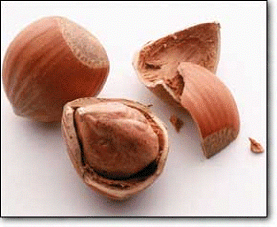  Best Quality Turkish Hazelnut (Beste Qualität türkischen Haselnuss)