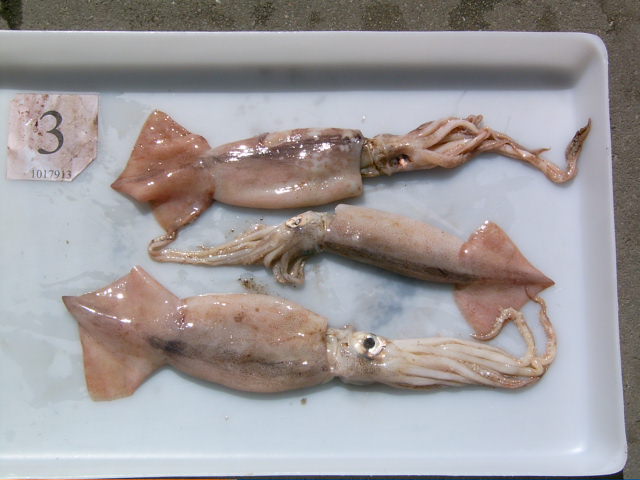  Arrow Squid (Arrow Squid)