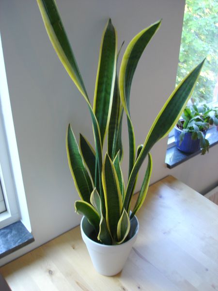  Air Purifier Plants (Purificateur d`Air Plantes)