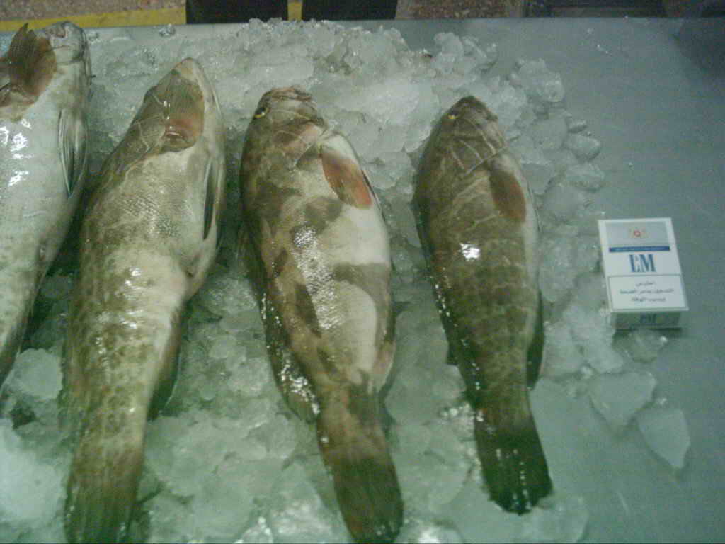  White Grouper (Белый Grouper)