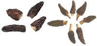 Morchella Conica (Morchella conica)