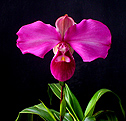 Orchideen (Orchideen)