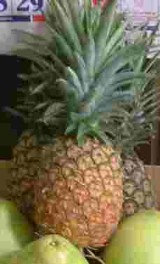  Philippine Pineapple (Philippine Ananas)