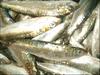  Canned And Frozen Sardines (Dosen-und gefrorenen Sardinen)