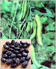  Mucuna Pruriens Seed Powder (Sexual Stimulant) ( Mucuna Pruriens Seed Powder (Sexual Stimulant))