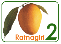  Indian Mangoes Alphonso King Of Fruits (Индийская Манго короля Альфонсо фруктов)