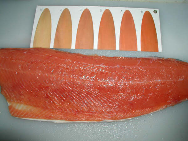 Wts: Frozen Hokkaido Chuma Salmon H / G