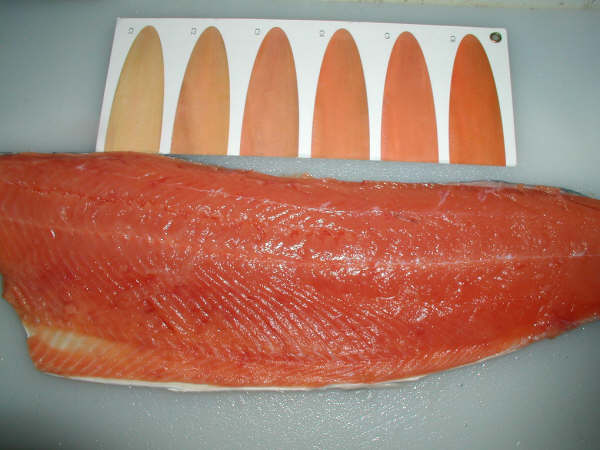 Wts: Frozen Hokkaido Chuma Salmon H / G (Wts: Frozen Hokkaido Chuma Salmon H / G)