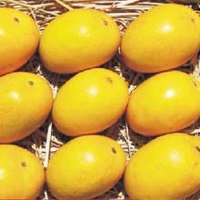  Indian Alphonso Mangoes