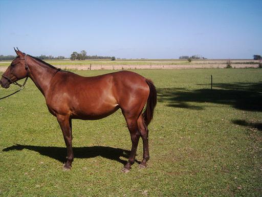  Polo Ponies