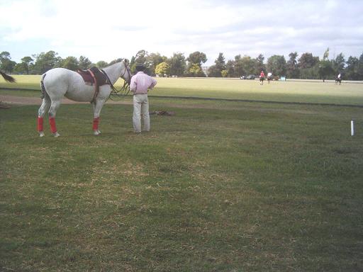  Polo Horses (Chevaux Polo)